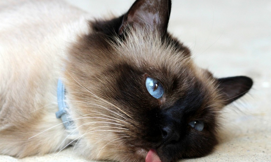 أفضل 10 طرق للحفاظ على صحة القطط فى فصل الصيف