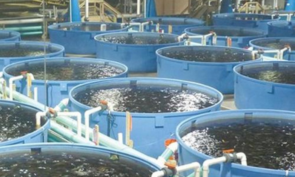 مزايا مزارع الأسماك وعيوبها