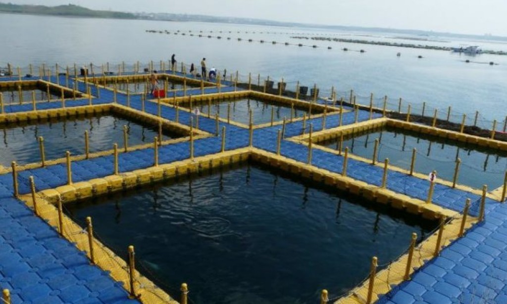 دراسة جدوي للإستزراع السمكى بنظام الاحواض العائمة