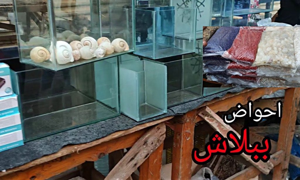 اسعار احواض السمك في سوق الجمعة 2024