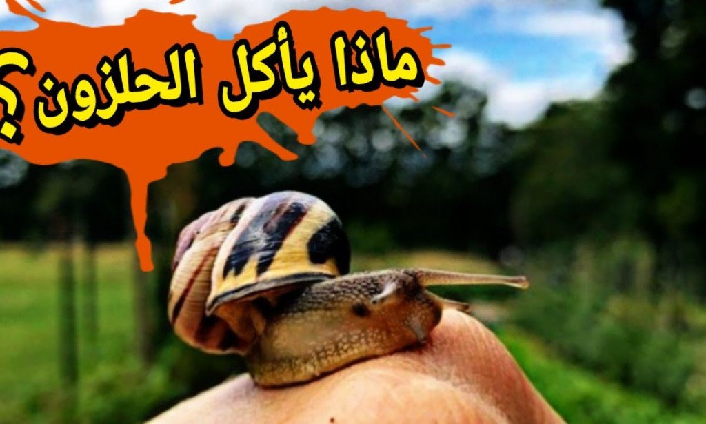 ماذا يأكل الحلزون البري والبحري ووجبته المفضلة