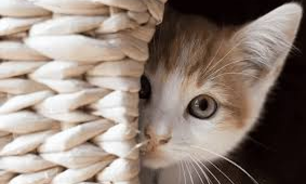 تفسير حلم أكل القطط في المنام بالتفصيل وعلاقته بالمال الحرام