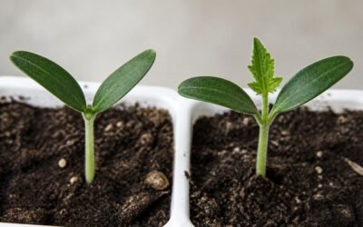 Close-up of a tomato seedling with two seed leaves and a tiny first true leaf bud emerging between them