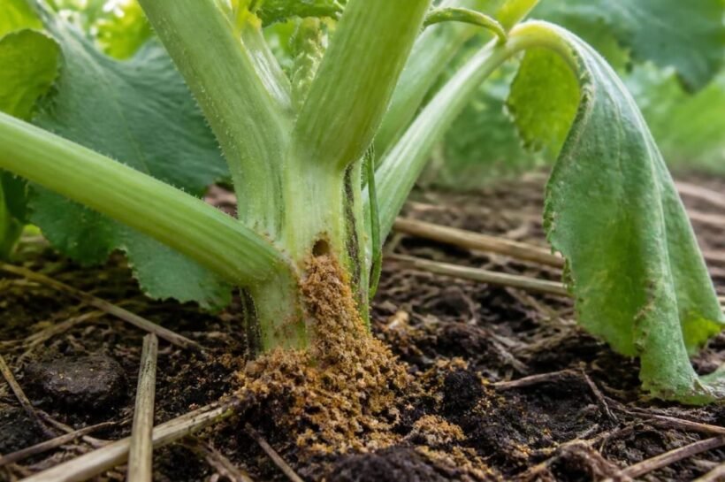 Squash stem just above the soil with a small entry hole and a pile of orange sawdust-like frass beside it
