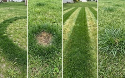 Four lawn close-ups side by side showing a dark green ring, a round spot with a brown center, straight green bands, and a ragged clump of coarser grass