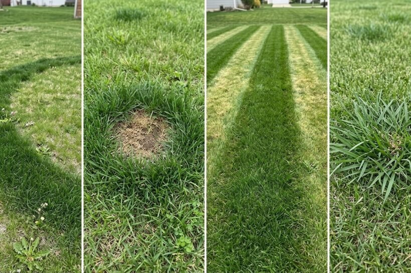 Four lawn close-ups side by side showing a dark green ring, a round spot with a brown center, straight green bands, and a ragged clump of coarser grass