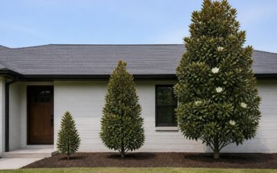Three growth stages of a little gem magnolia beside a one-story house, from a young nursery tree to a mature evergreen taller than the roofline
