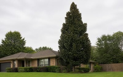 A mature little gem magnolia standing taller than the roofline of a one-story house