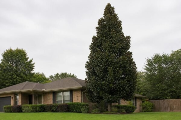 A mature little gem magnolia standing taller than the roofline of a one-story house