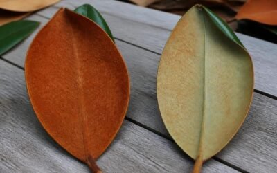 Undersides of two southern magnolia leaves side by side, one covered in dense reddish-brown felt and the other in a lighter rusty-brown fuzz