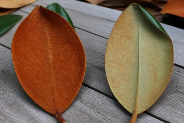 Undersides of two southern magnolia leaves side by side, one covered in dense reddish-brown felt and the other in a lighter rusty-brown fuzz