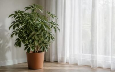 Dwarf umbrella tree with glossy palmate leaves standing a few feet back from a bright window with a sheer curtain