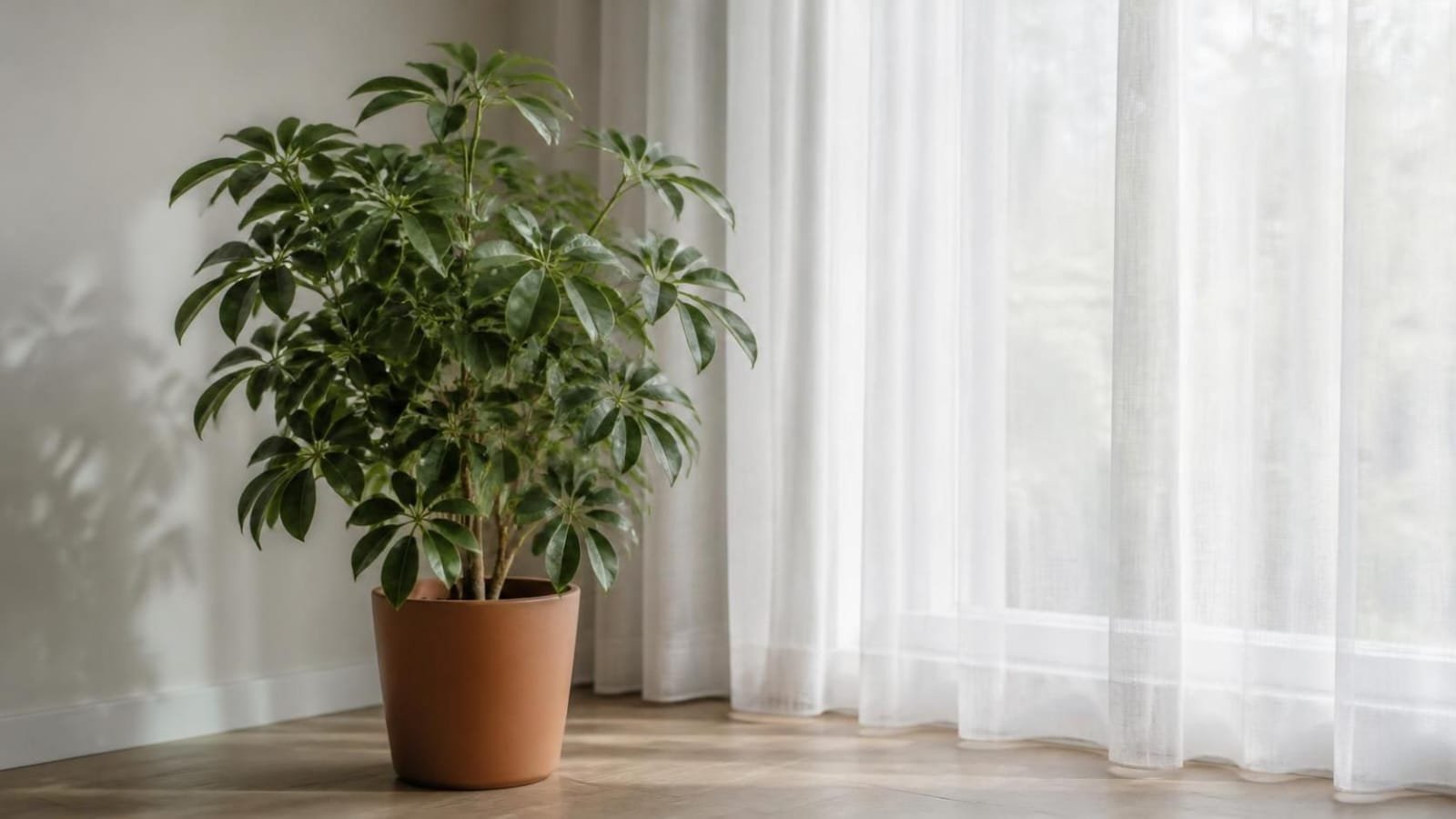 Dwarf umbrella tree with glossy palmate leaves standing a few feet back from a bright window with a sheer curtain