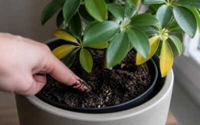 Finger pushed two inches into the potting soil of a schefflera to check how wet it is