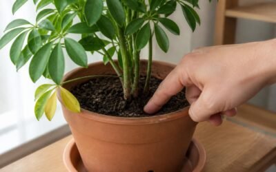 Finger pressed into the soil of a potted schefflera to check moisture before watering