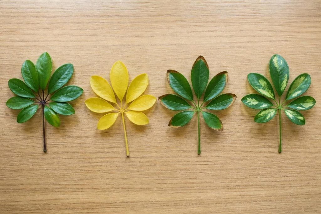 Four fallen schefflera leaflets side by side: one with a black soft base, one evenly yellow, one with crisp brown edges and one with a scorched blotch