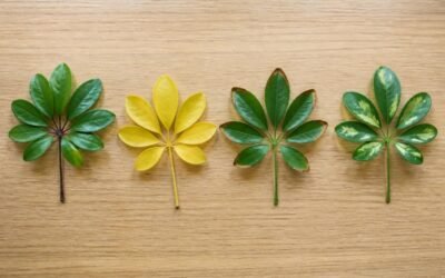 Four fallen schefflera leaflets side by side: one with a black soft base, one evenly yellow, one with crisp brown edges and one with a scorched blotch