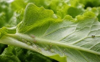 Close-up of small green and pink aphids clustered on the underside of a lettuce leaf with a sticky sheen
