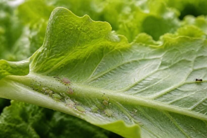 Close-up of small green and pink aphids clustered on the underside of a lettuce leaf with a sticky sheen