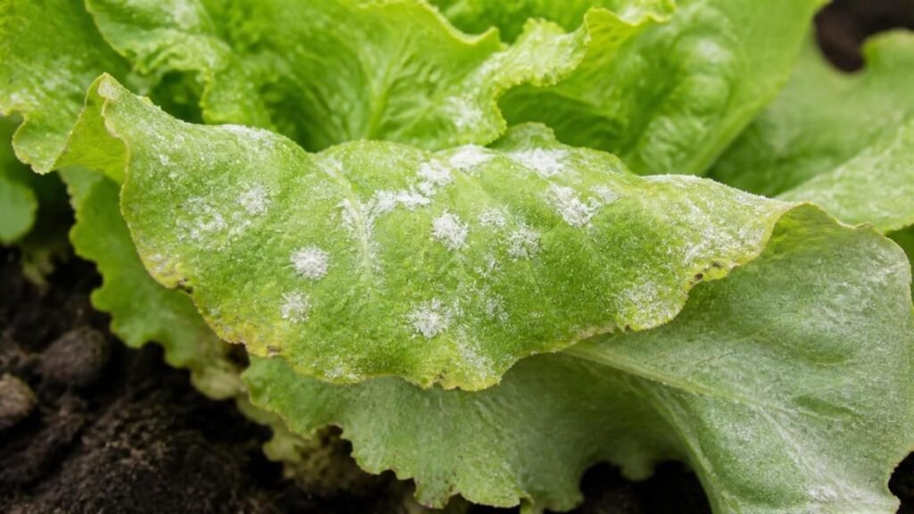 Outer lettuce leaf coated with white powdery mildew patches and early yellowing along the edge