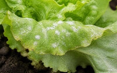 Outer lettuce leaf coated with white powdery mildew patches and early yellowing along the edge
