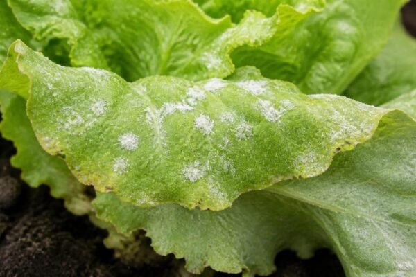 Outer lettuce leaf coated with white powdery mildew patches and early yellowing along the edge