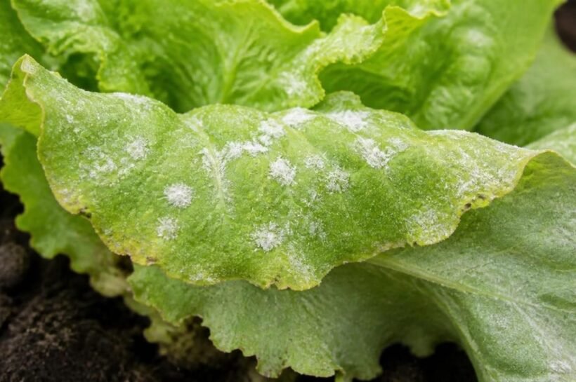 Outer lettuce leaf coated with white powdery mildew patches and early yellowing along the edge