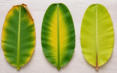 Illustrative comparison of banana leaves: potassium tip yellowing, magnesium yellowing between green margins, pale nitrogen shortage