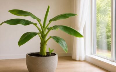 Banana tree indoor setup: a dwarf plant in a large terracotta pot beside a bright south-facing window