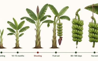 Banana flowering and fruiting timeline showing planting, shooting, fruit set, filling and harvest stages