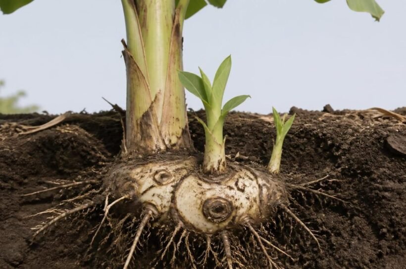 Cutaway of a banana clump showing the underground corm, one fruiting stem, and young suckers rising from its buds