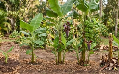 One banana pseudostem shown at five points in its life, from a newly planted sucker to a flowering stalk, a hanging bunch, and a cut-down stem beside its replacement