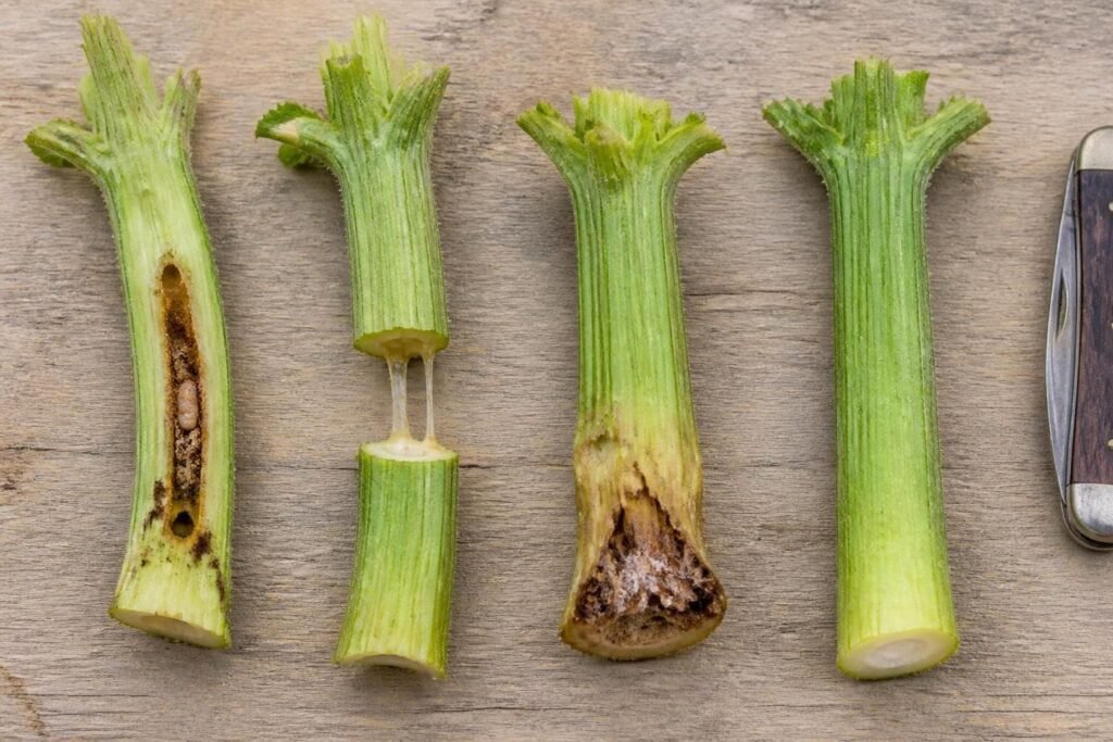 Four cut squash stems side by side: a borer tunnel, sticky bacterial ooze threads, a brown decayed crown, and an intact stem
