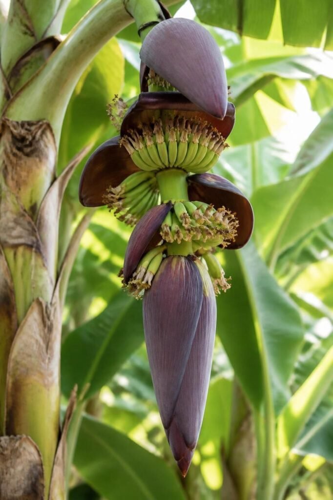 Close-up of a banana flower stalk showing the purple bud, female flowers forming tiny bananas and the male bud below