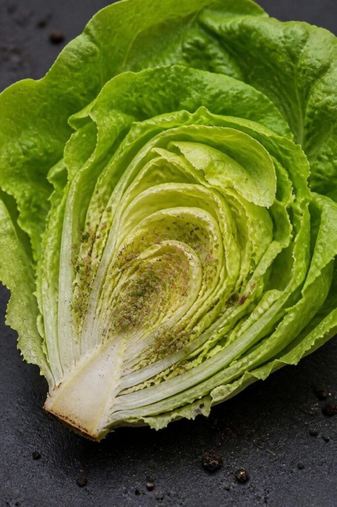 Butterhead lettuce cut in half showing a clean outer leaf and aphid colonies packed into the inner heart