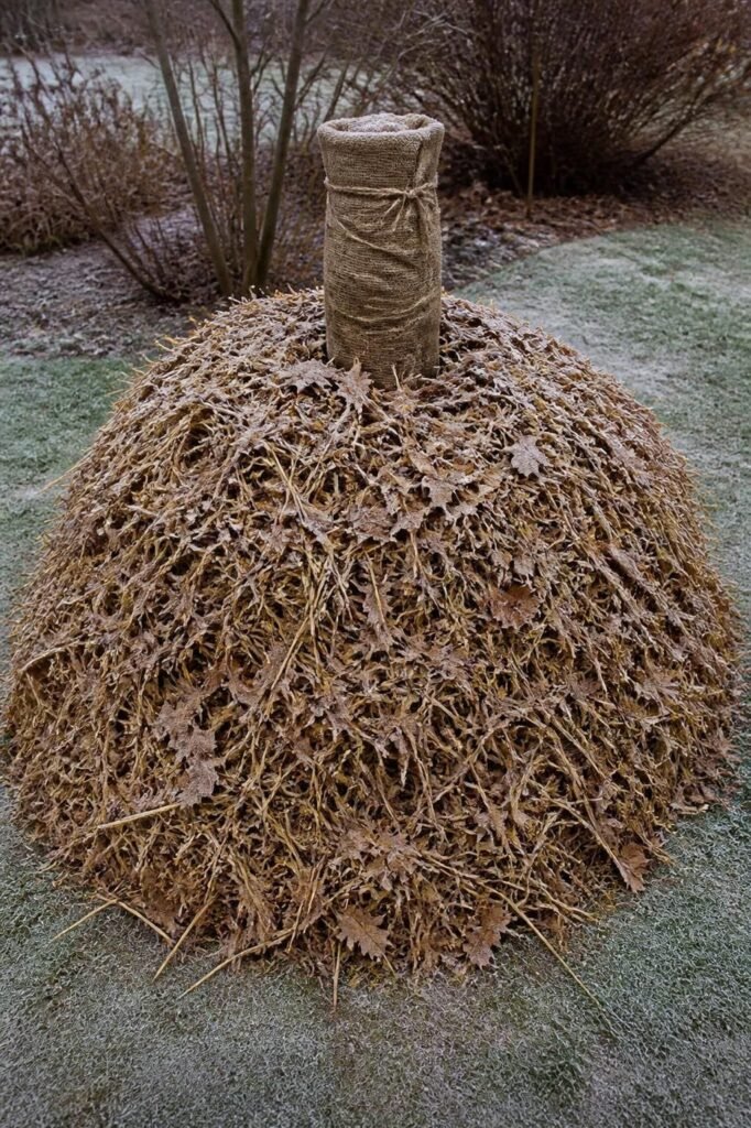 Cut-back hardy banana stem wrapped in burlap and rising from a tall, wide mound of dry straw and leaves for winter protection