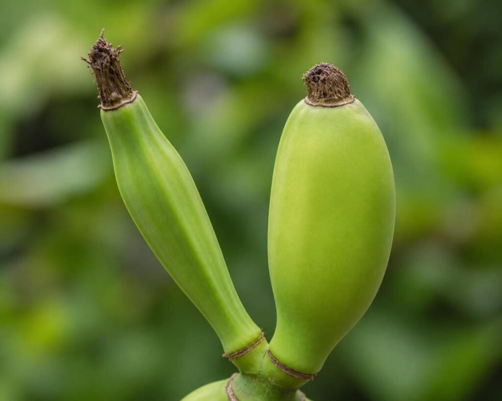 Two banana fingers side by side, a thin angular immature one and a plump rounded one with smooth edges ready to cut