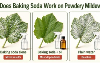 Infographic comparing baking soda spray, baking soda with horticultural oil and plain water for powdery mildew control