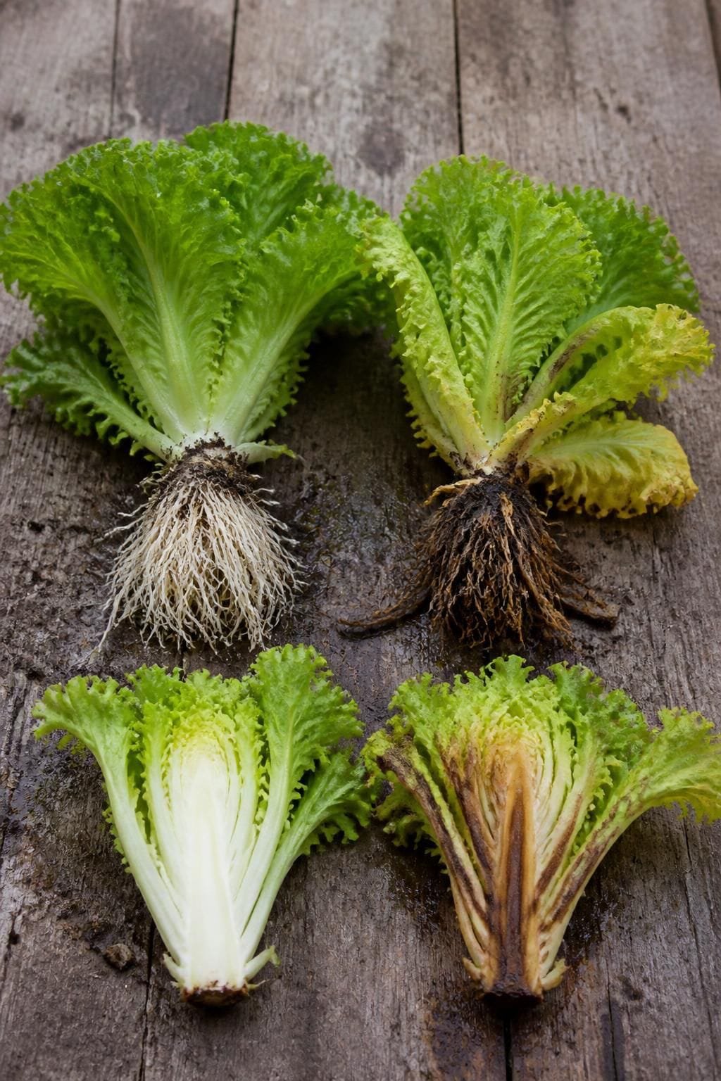 Healthy white lettuce roots next to brown rotted roots and a lengthwise cut crown with dark brown streaks