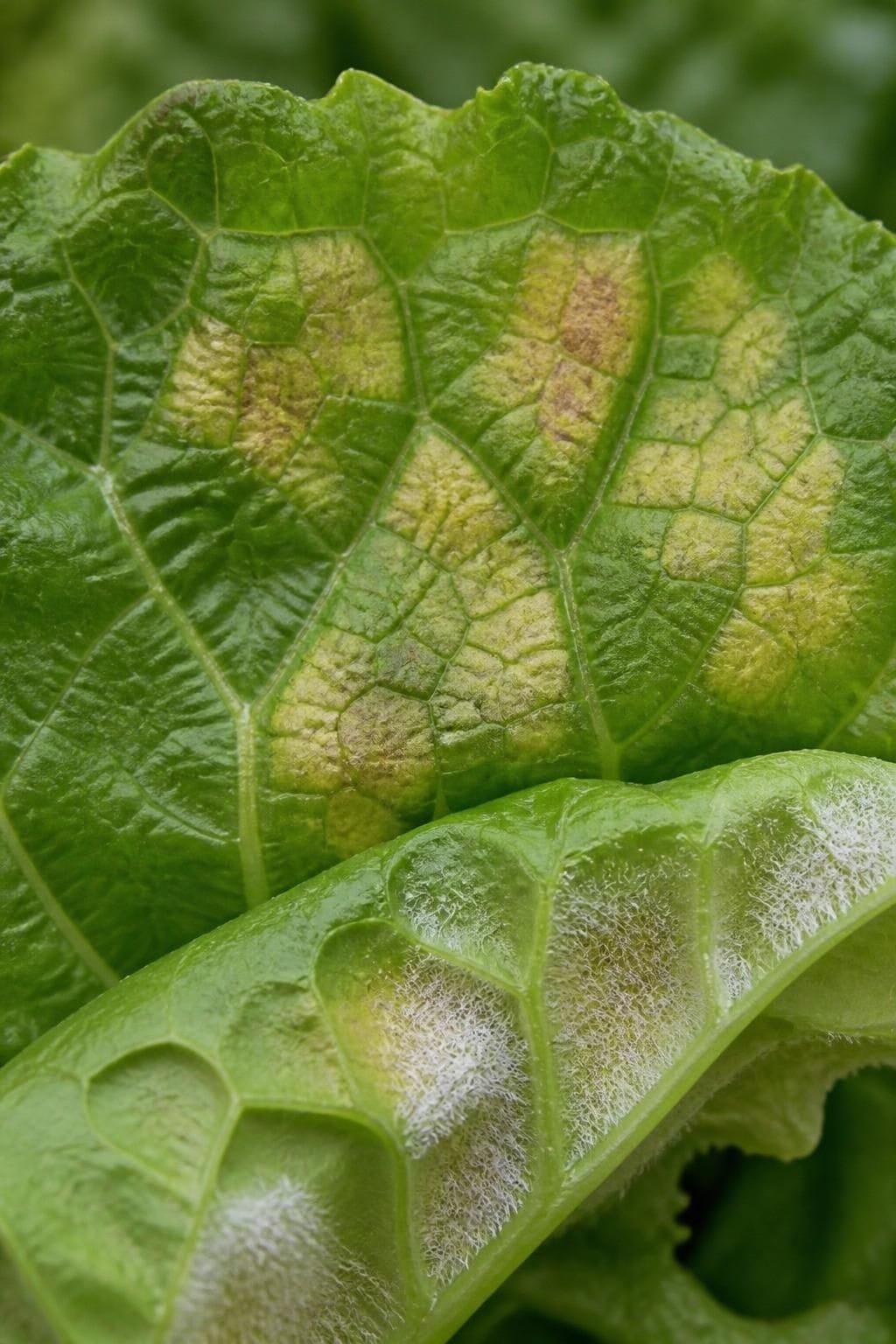 Lettuce leaf with angular yellow patches on top and white downy growth on the underside