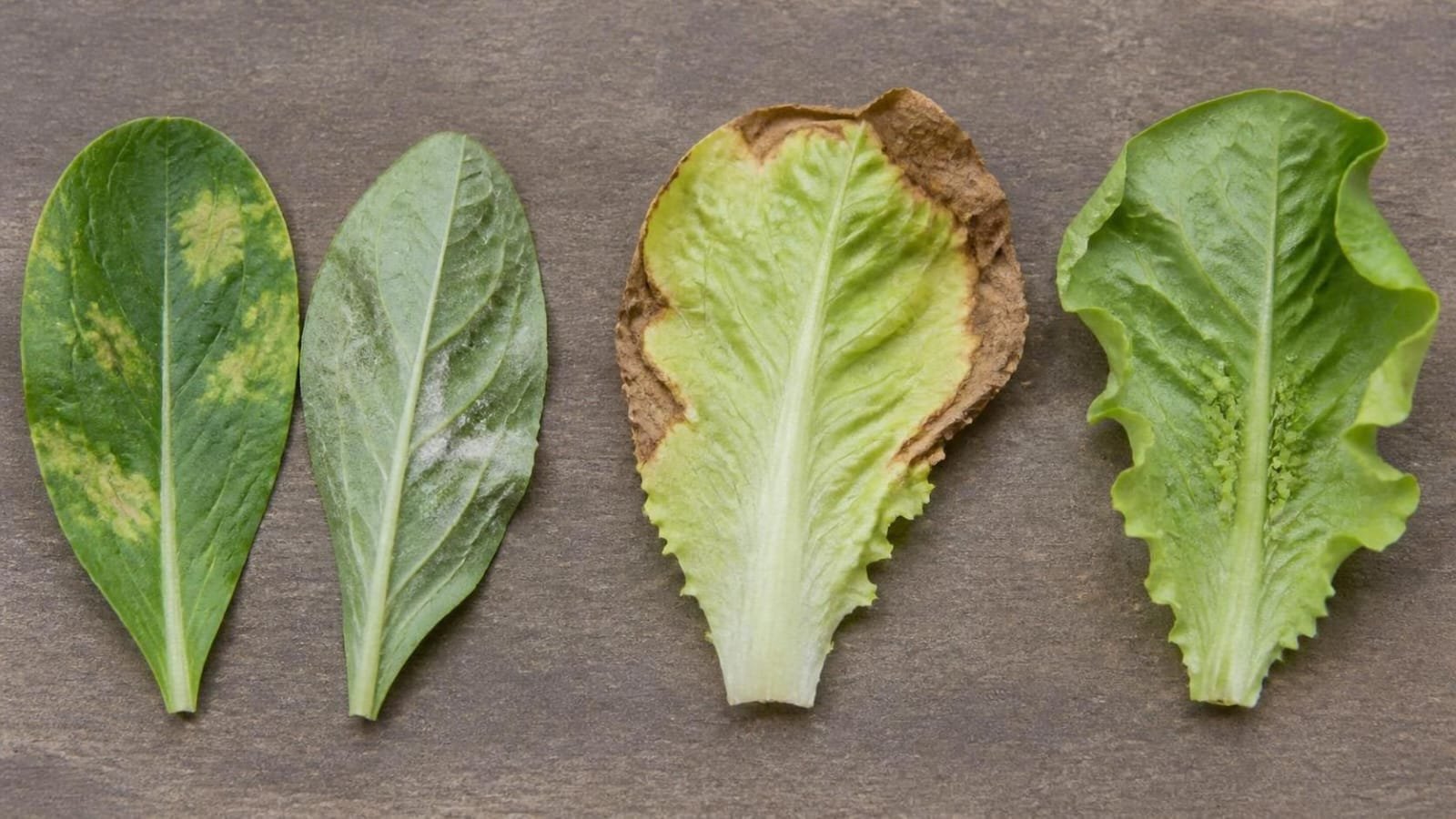 Three lettuce leaves side by side showing downy mildew patches, tipburn on an inner leaf and aphids on a leaf underside