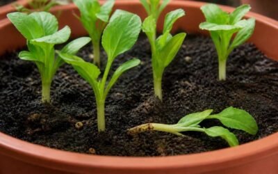 Lettuce seedlings in a pot with one folded over at the soil line on a brown, pinched stem next to healthy upright seedlings