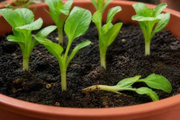 Lettuce seedlings in a pot with one folded over at the soil line on a brown, pinched stem next to healthy upright seedlings