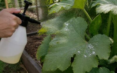 Hand holding a pump sprayer misting a squash leaf that has early white powdery mildew patches