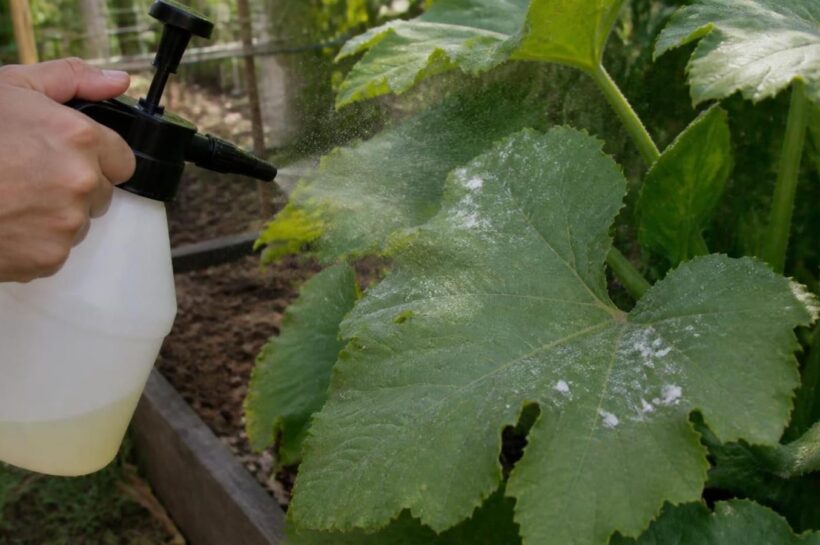 Hand holding a pump sprayer misting a squash leaf that has early white powdery mildew patches