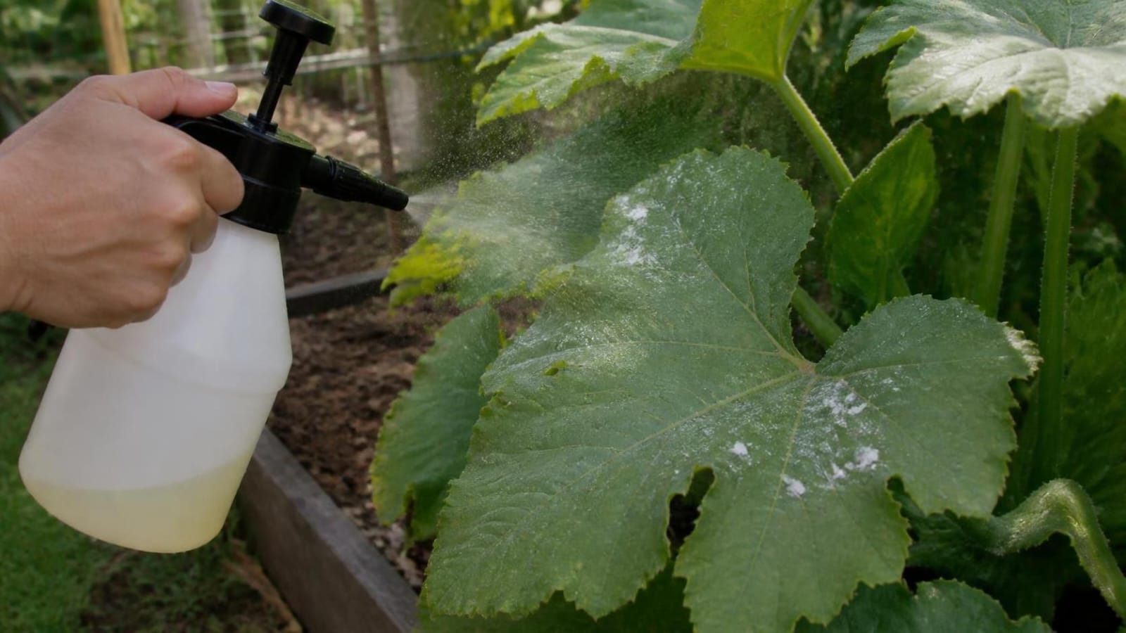 Hand holding a pump sprayer misting a squash leaf that has early white powdery mildew patches