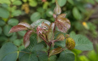 Close-up of young rose leaves and a flower bud covered in white powdery mildew growth, with some leaves slightly twisted
