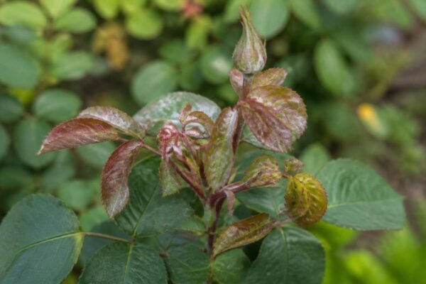 Close-up of young rose leaves and a flower bud covered in white powdery mildew growth, with some leaves slightly twisted