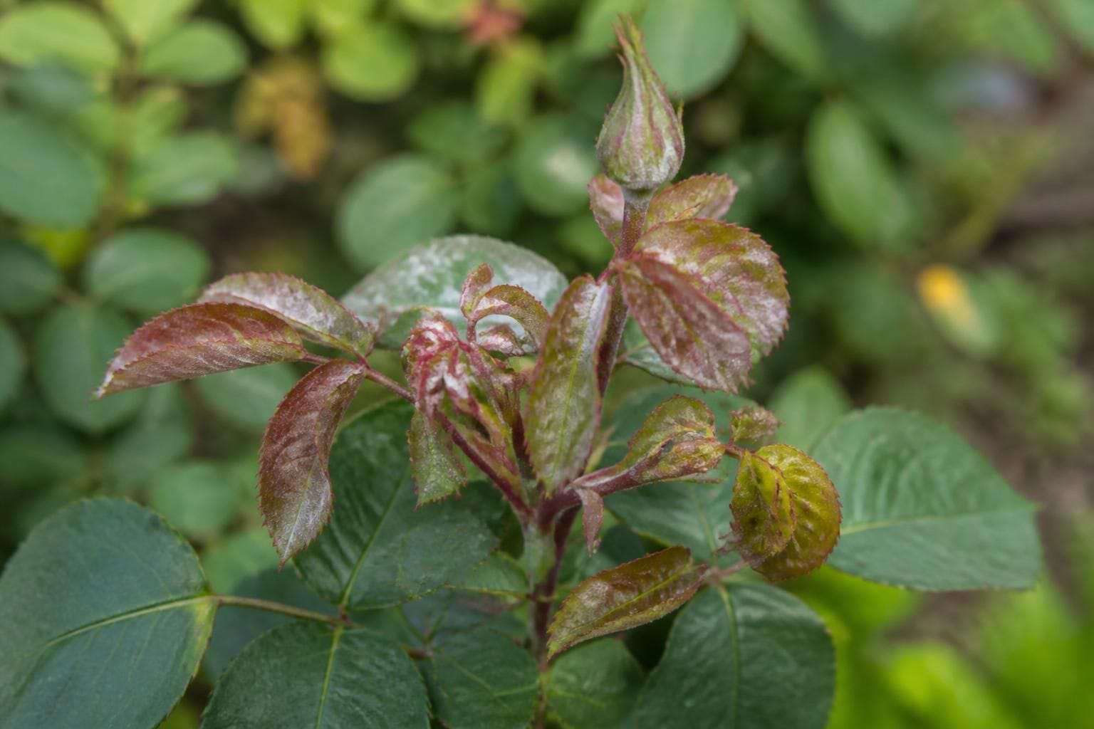 Close-up of young rose leaves and a flower bud covered in white powdery mildew growth, with some leaves slightly twisted