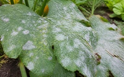 Zucchini leaf with round white powdery mildew patches spreading over the surface and yellowing between them